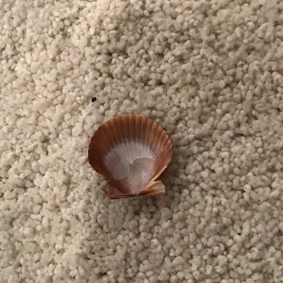 Natural Seashell Decor - Picture 4 of 4